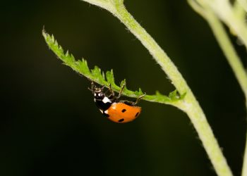 Nützliche Insekten in der Hanfzucht