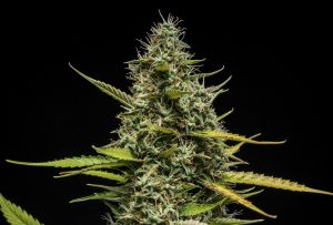 Royal Queen Seeds gewinnt beim Autoflower World Cup 2025