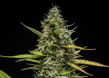 Royal Queen Seeds gewinnt beim Autoflower World Cup 2025