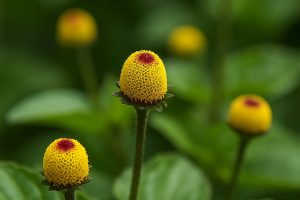 Spilanthol: Pflanzlicher Wirkstoff mit cannabinoider Wirkung