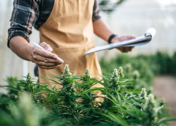 VIP36 – ein neues Cannabinoid in der Schmerzmedizin