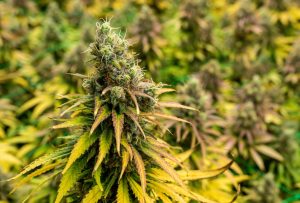 Verkaufsverbot von CBD-Blüten in Österreich war rechtswidrig