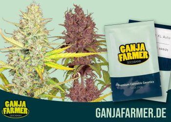 Cannabisanbau auf dem Balkon: Tipps von Ganja Farmer