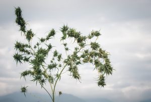 Die vergessene Heilpflanze – Wie Hanf die Geschichte prägte