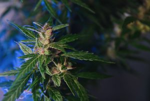 Cannabielsoxa: I ricercatori scoprono un nuovo cannabinoide