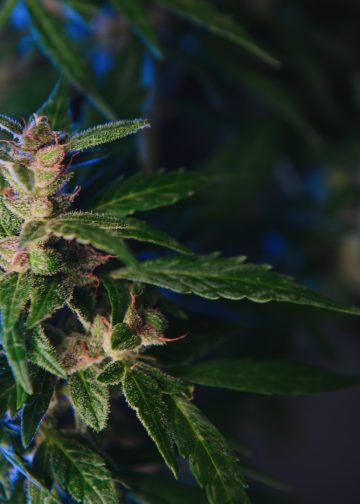 Cannabielsoxa: Forscher haben neues Cannabinoid entdeckt