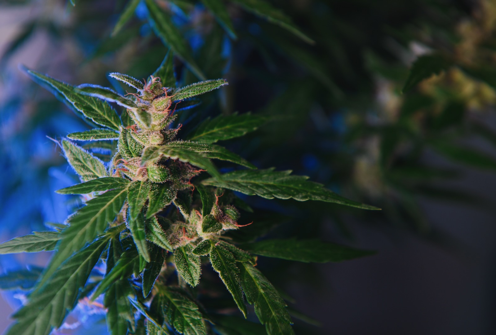 Cannabielsoxa-Forscher-haben-neues-Cannabinoid-entdeckt