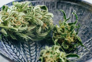 Fransa Tıbbi Cannabis'i Liberalize Ediyor