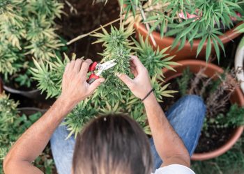 Hanf auf dem Balkon – legal, sicher, sinnvoll?
