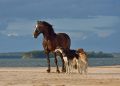 Tierisch gut – wie Cannabis deinem Liebling helfen kann