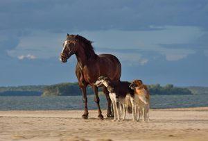 Tierisch gut - wie Cannabis deinem Liebling helfen kann