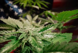 ABD'de Cannabis Yeniden Başlangıcı: DEA "Üst Öncelik" Diyor