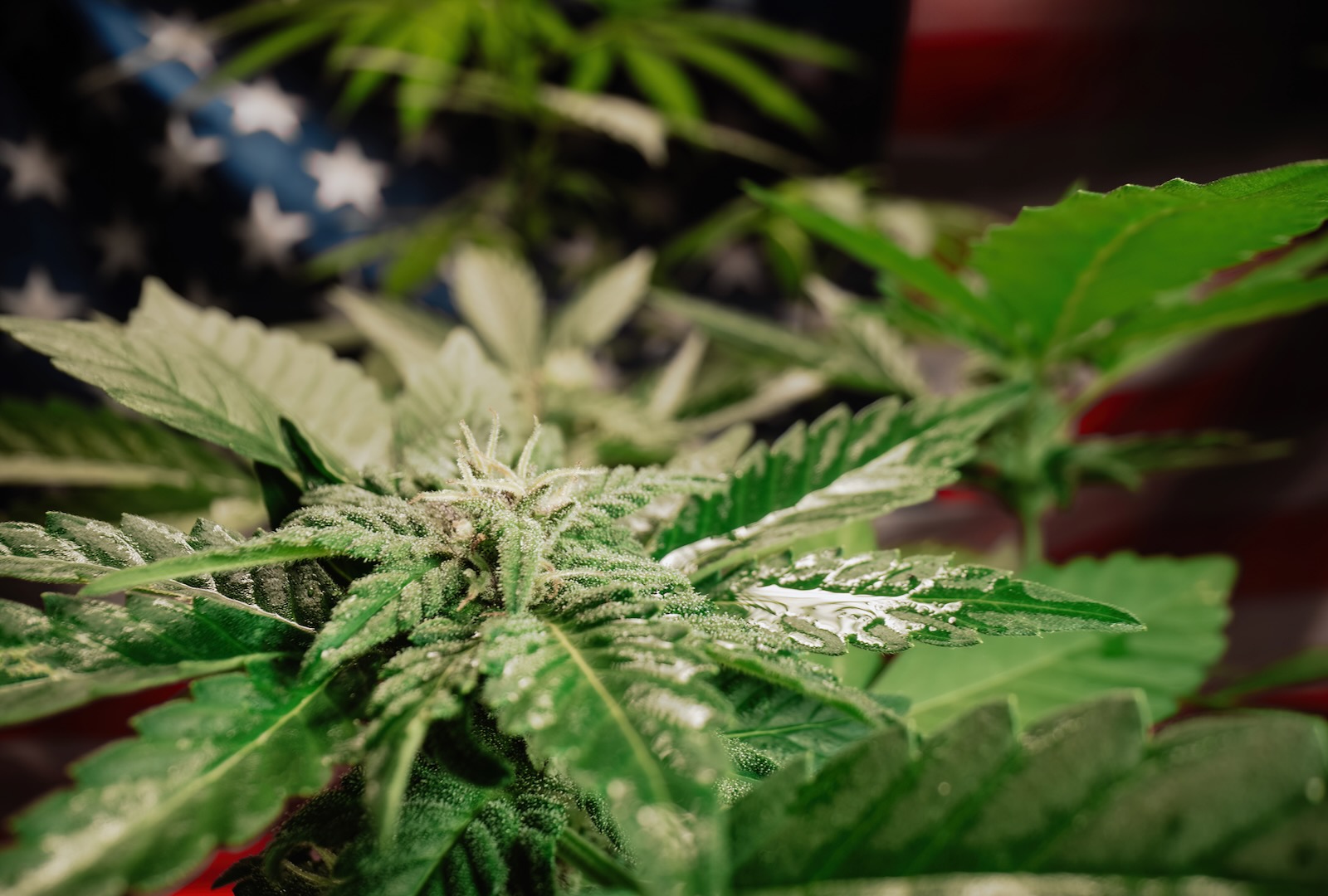 USA-vor-Cannabis-Neustart-DEA-spricht-von-Top-Priorit-t-
