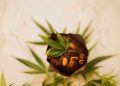 Spanien: Verbot für Edibles mit halbsynthetischen Cannabinoiden