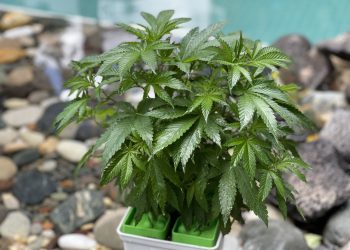 Buddha Seeds
