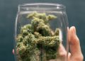 CBD-Blüten in Österreich – der Rechtsstreit geht weiter