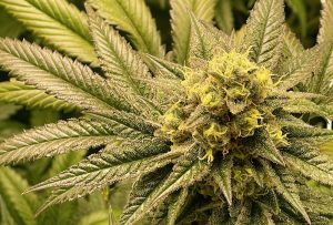 Neue Erkenntnisse zum GPR18-Rezeptor