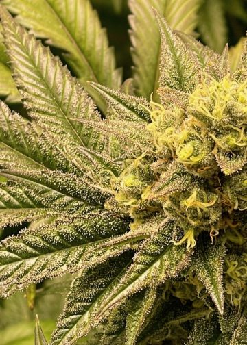 Neue Erkenntnisse zum GPR18-Rezeptor