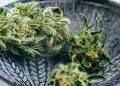 Das Endocannabinoid-System, dein innerer Regulator