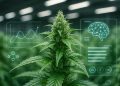 Grow Intelligence: Wie KI und Machine Learning die Cannabiszucht verändern