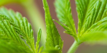 Neue Studie: CBG zeigt nachweislich angstlösende Wirkung