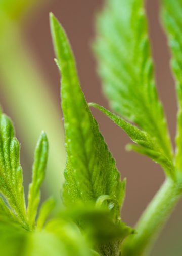 Neue Studie: CBG zeigt nachweislich angstlösende Wirkung