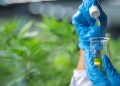 Cannabinoid-Extraktion: Neue Verfahren und ihre medizinische Wirkung