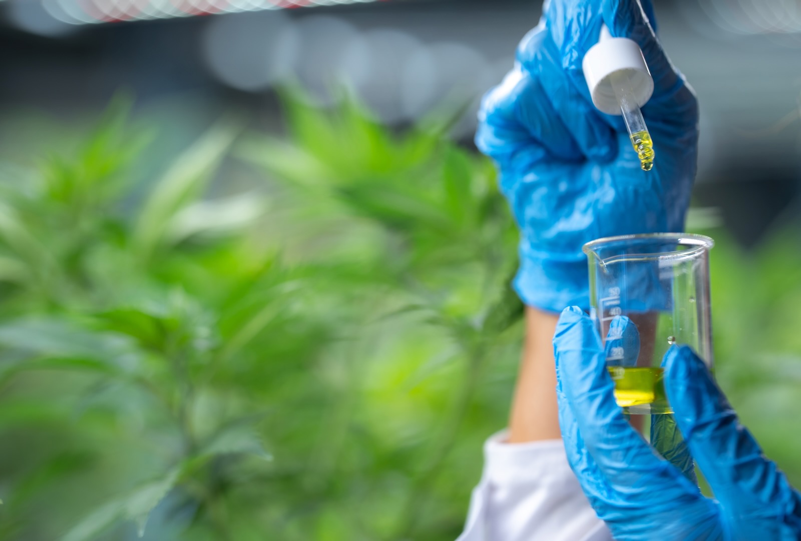 Cannabinoid-Extraktion-Neue-Verfahren-und-ihre-medizinische-Wirkung