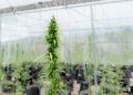 Medizinisches Cannabis in Europa: Rekordwachstum und neue Exportländer