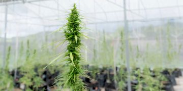 Medizinisches Cannabis in Europa: Rekordwachstum und neue Exportländer