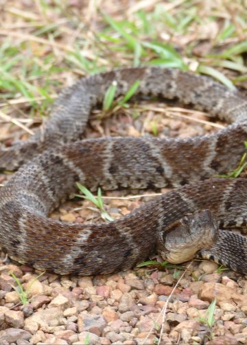 Nanoemulsion bei Schlangenbissen: Hanfextrakte zeigen tiefenwirksame Effekte