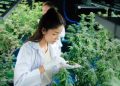 Ajulemsäure: Nicht-psychoaktives Cannabinoid mit medizinischem Potenzial