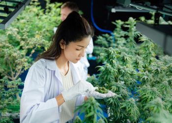 Ajulemsäure: Nicht-psychoaktives Cannabinoid mit medizinischem Potenzial
