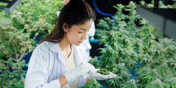 Ajulemsäure: Nicht-psychoaktives Cannabinoid mit medizinischem Potenzial