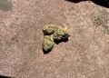 Medizinalcannabis Strain Review: avaay 30/1 JFP