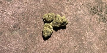 Medizinalcannabis Strain Review: avaay 30/1 JFP