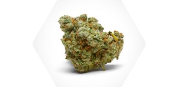 Astrasana launcht Premium Blüten Linie in der Schweiz