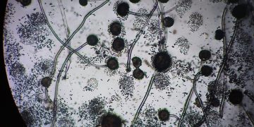 Australische Studie bestätigt die antimykotische Wirkung von CBD und CBDV