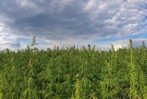 Die industrielle Hanfrevolution: Was in fünf Jahren möglich sein wird