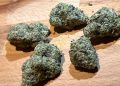 Medizinal-Cannabis Strain Review: avaay Signature 31/1 GoG – Gossip Gun