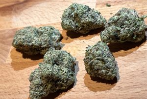 Medizinal-Cannabis Strain Review: avaay Signature 31/1 GoG - Gossip Gun