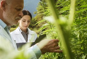 Seltene Flavoalkaloide: Forscher entdecken neue Wirkstoffgruppe in Hanfblättern