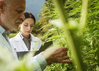 Seltene Flavoalkaloide: Forscher entdecken neue Wirkstoffgruppe in Hanfblättern