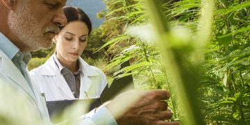 Seltene Flavoalkaloide: Forscher entdecken neue Wirkstoffgruppe in Hanfblättern