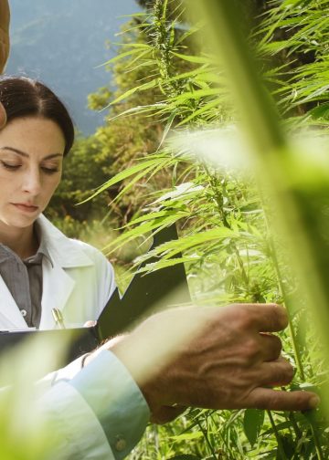 Seltene Flavoalkaloide: Forscher entdecken neue Wirkstoffgruppe in Hanfblättern