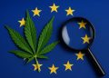 Intoxicating Hemp in der EU: Zwischen Marktboom und Wissenslücke
