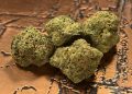 Medizinalcannabis Strain Review: Zoiks 26/1 LK – OG Lime Kush