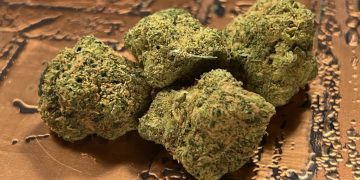 Medizinalcannabis Strain Review: Zoiks 26/1 LK – OG Lime Kush