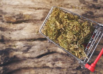 Übergangslösung für CBD-Blüten in Österreich bis 2028