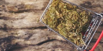 Übergangslösung für CBD-Blüten in Österreich bis 2028